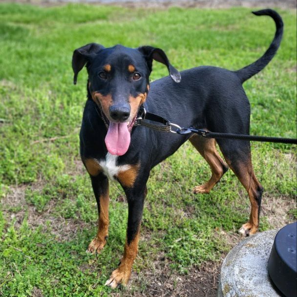 Doberman Lab Mix