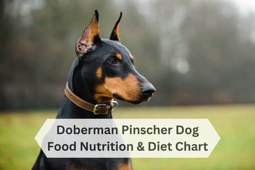 Food Nutrition & Diet Chart for Doberman Pinscher