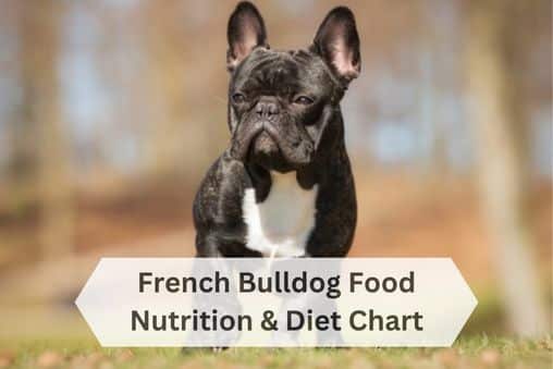 French Bulldog Dog Food Nutrition & Diet Chart