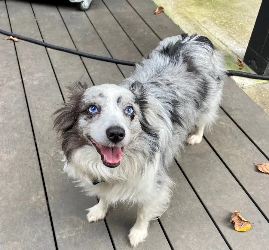 Full Grown Mini Australian Shepherd