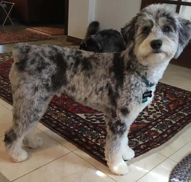 Full grown Mini Aussiedoodle