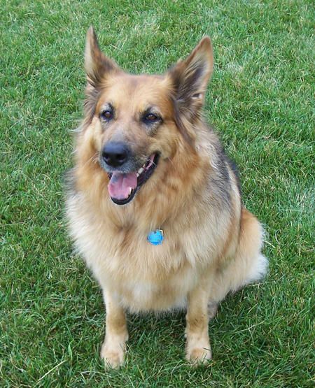 German Shepherd Collie Mix