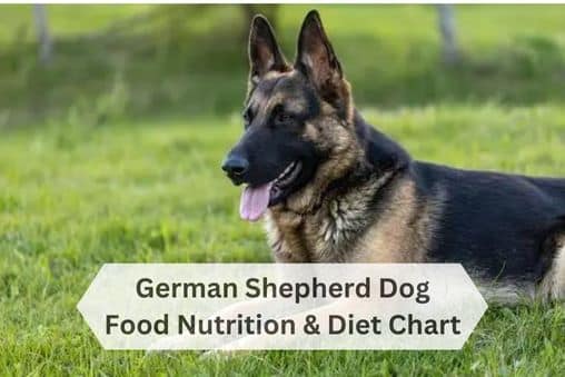 German Shepherd Dog Food Nutrition & Diet Chart