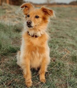 Golden Retriever Chihuahua Mix