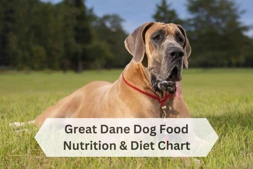 Great Dane Dog Food Guide & Diet Chart