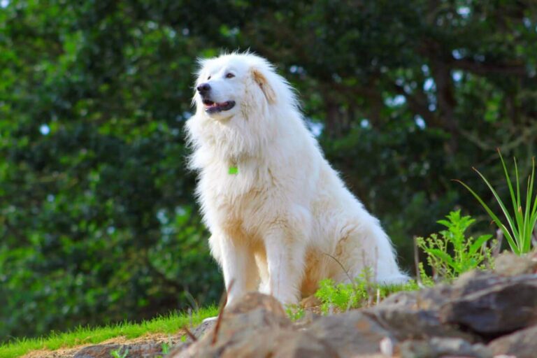 Great Pyrenees mix