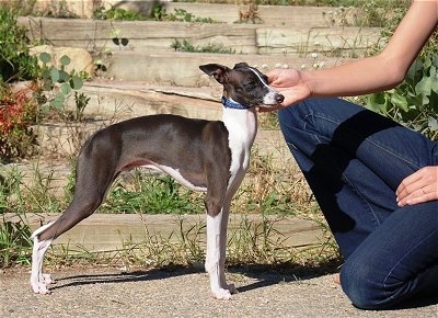 Italian Greyhound