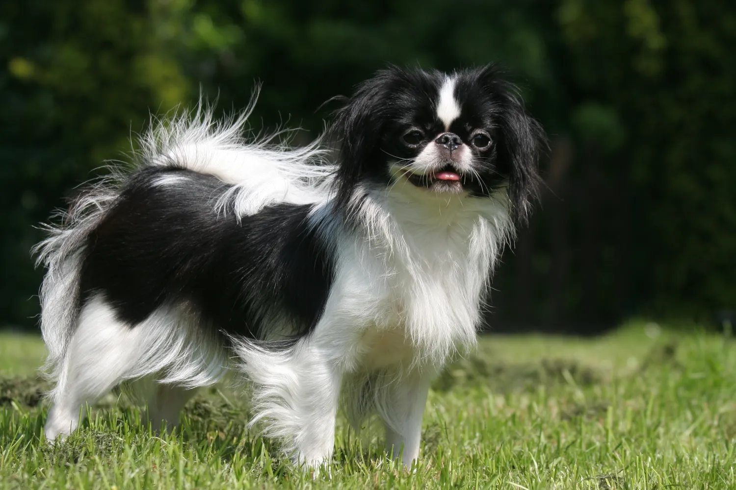 Japanese Chin