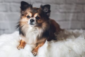 Long Haired Chihuahua