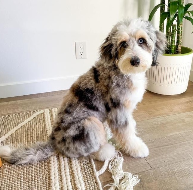 Mini Aussiedoodle Full Grown