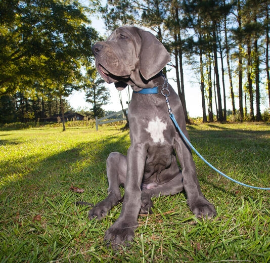 Mini Great Dane