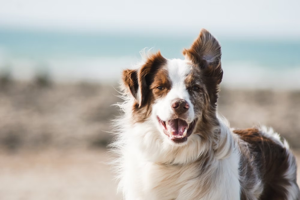 Natural ways of boosting dog immunity