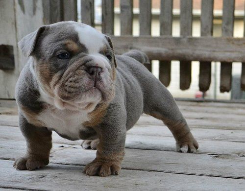 Old English Bulldog Puppies