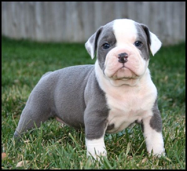 Old English Bulldog Puppy cute