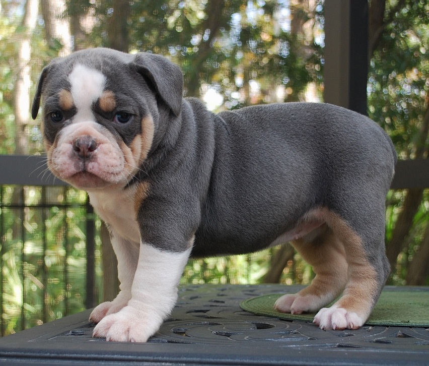 Old English Bulldog Puppies