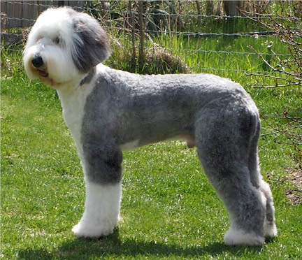 Old English Sheepdog