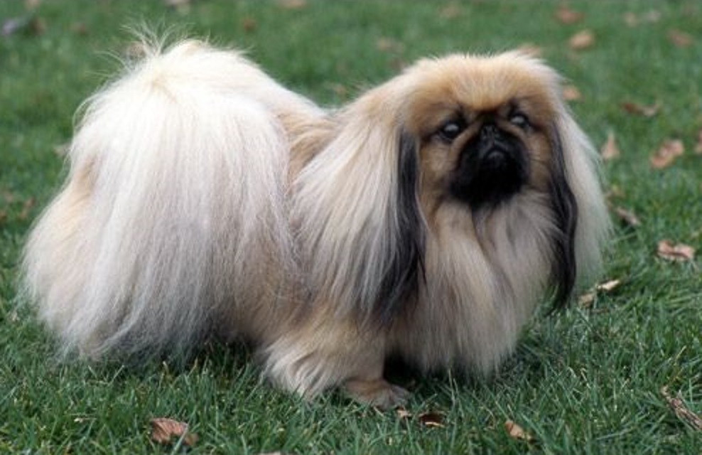 Pekingese