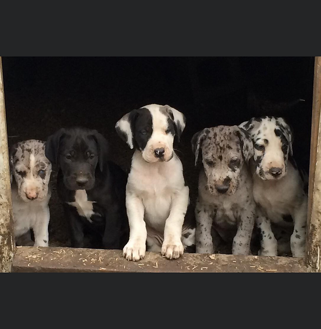 Explore the playful power of a Pit Great Dane Mix Puppy. Our guide unveils their unique traits, temperament, and provides care tips