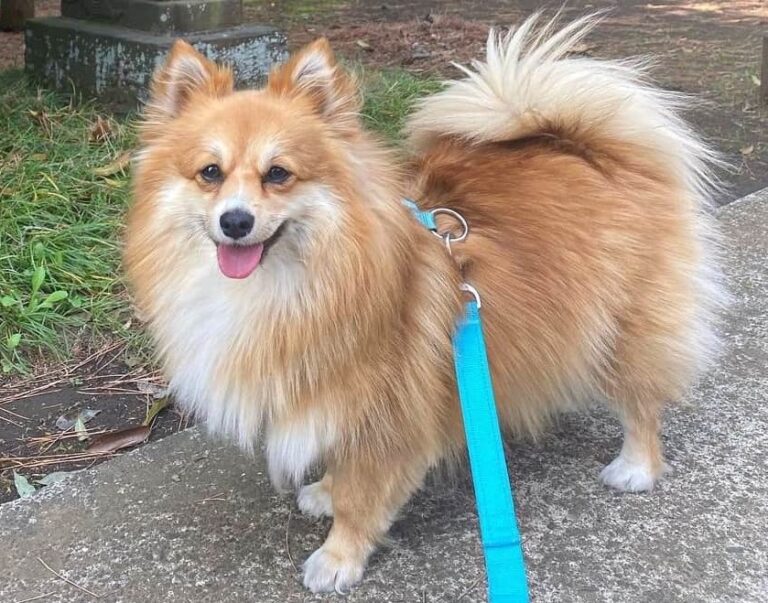 Pomeranian Corgi Mix