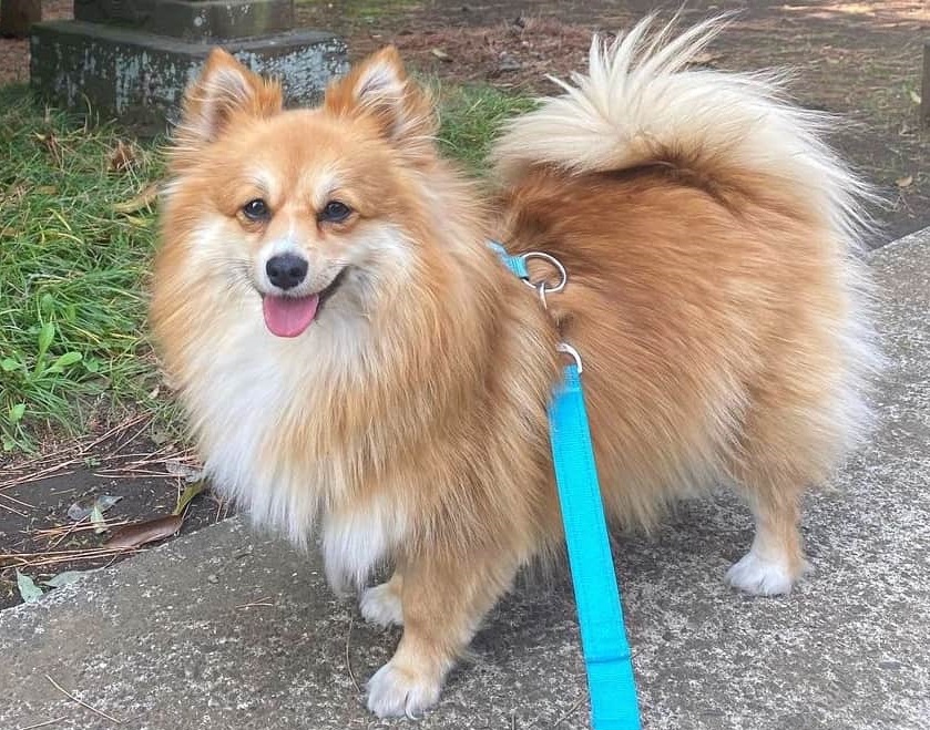 Pomeranian Corgi Mix