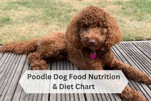 Poodle Nutrition Chart, Feeding & Diet Guide