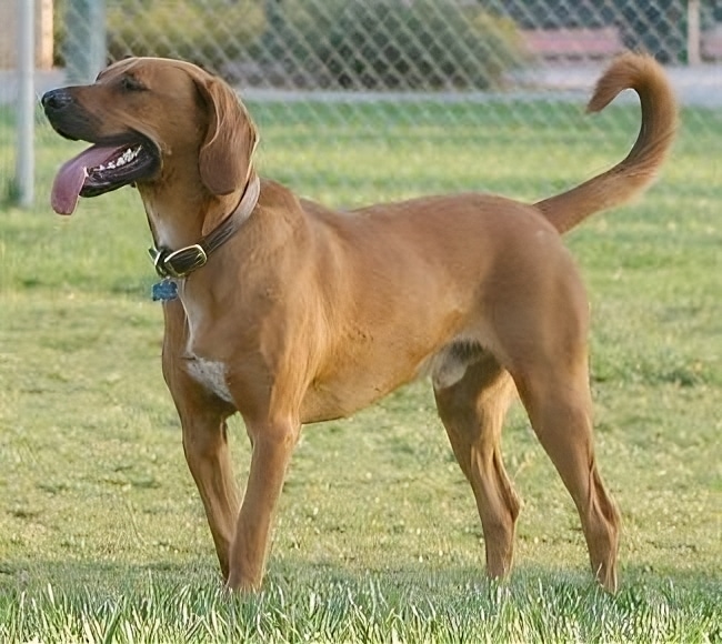 Redbone Coonhound