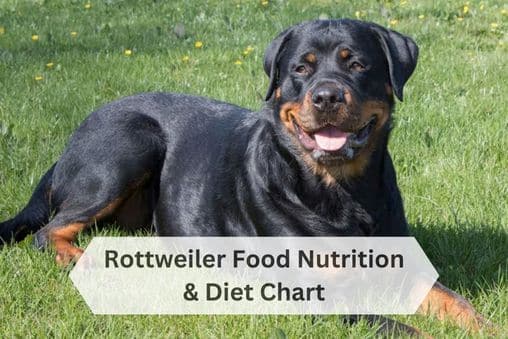 Rottweiler food and diet chart