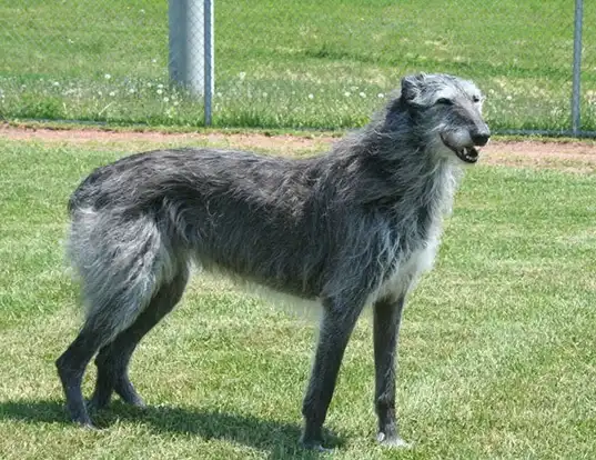 Scottish Deerhounds