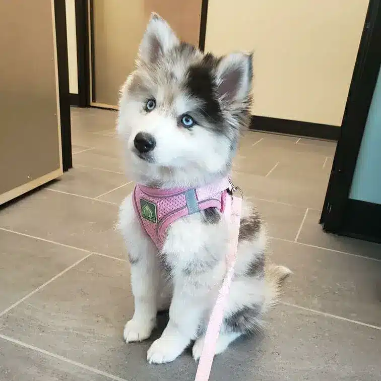 Shiba Husky mix