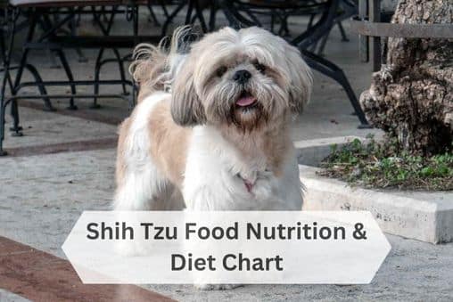 Shih Tzu Food Chart & Nutrition Guide
