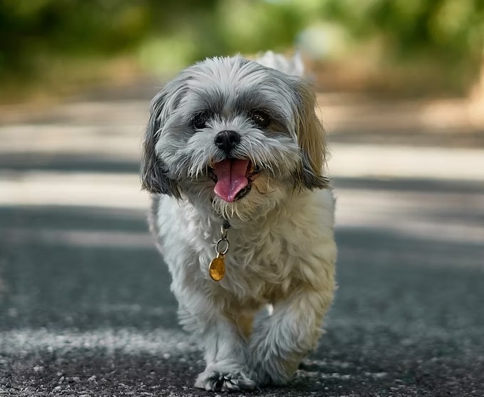 Shih Tzu Mini