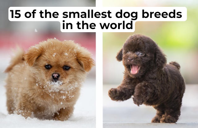Small Dog Breeds