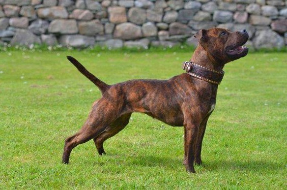 Staffordshire Bull Terrier