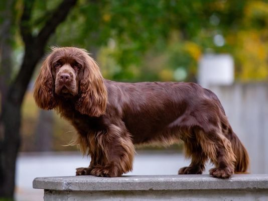 Sussex Spaniel