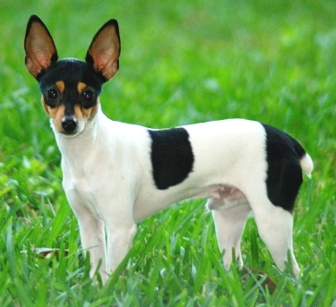 Toy Fox Terrier