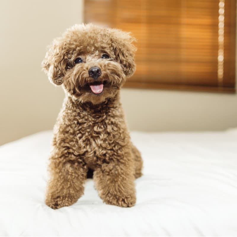 Toy Poodle