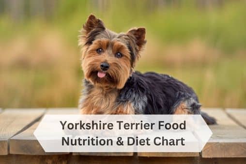 Yorkshire Terrier food diet chart