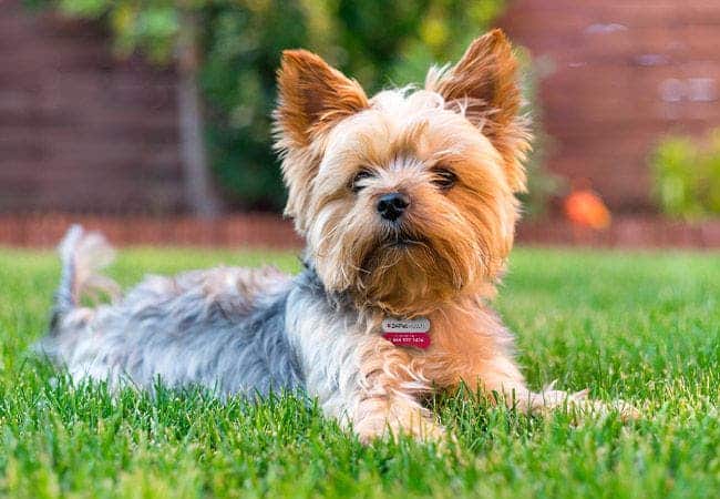 Yorkshire Terrier