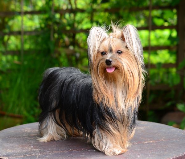 Yorkshire Terrier