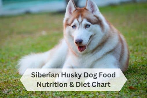 Siberian Husky Diet Guide