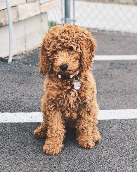 mini Goldendoodle