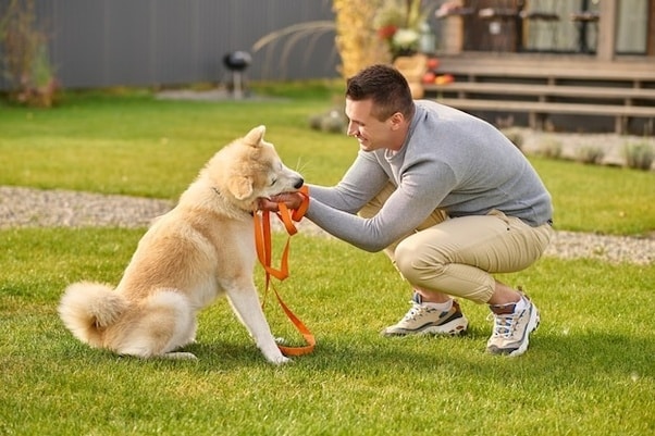 Balancing Fun and Discipline in Dog Training