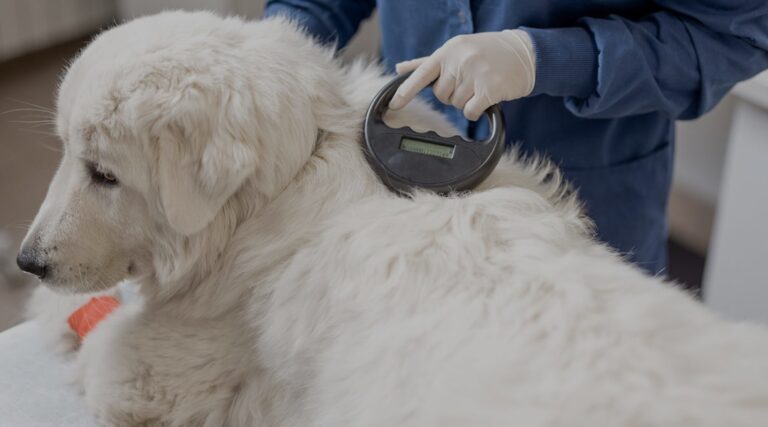 Benefits of Microchipping Your Pet