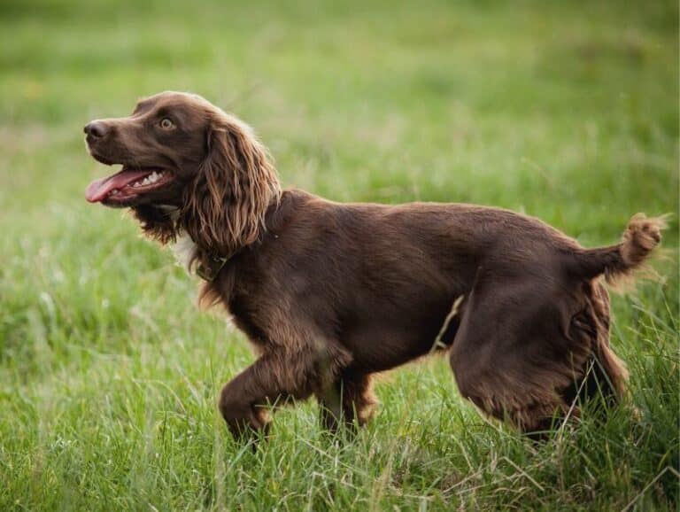 Boykin Spaniel Dog Breed Information and Pictures