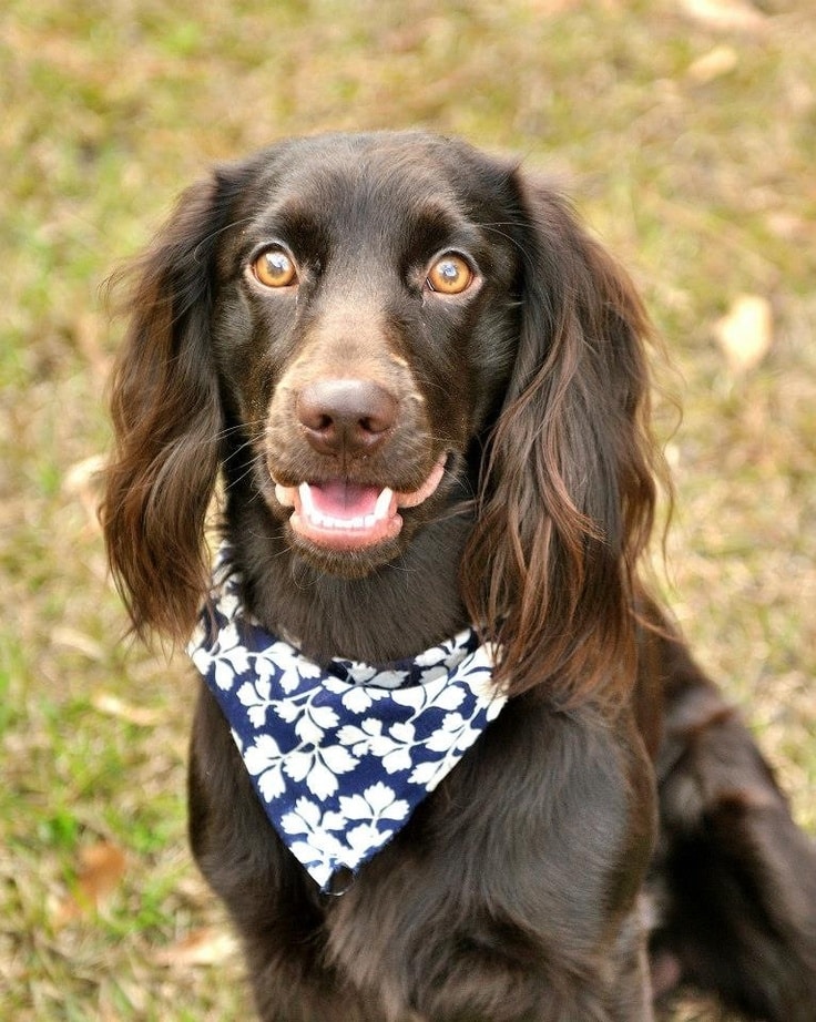 Boykin Spaniel dog breed