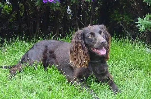 Boykin Spaniel dog