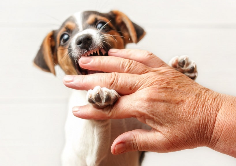 Caring for a Puppy During Teething