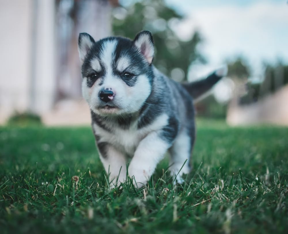 Cute Husky Puppies