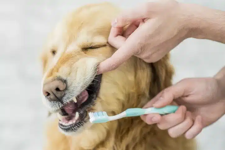 Dog Dental Problems - Signs & Vet Tips