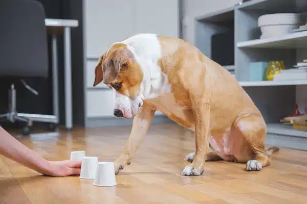 Engage Your Dog's Mind with Behavioral Games
